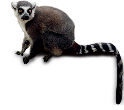 Lemur PNG images Download