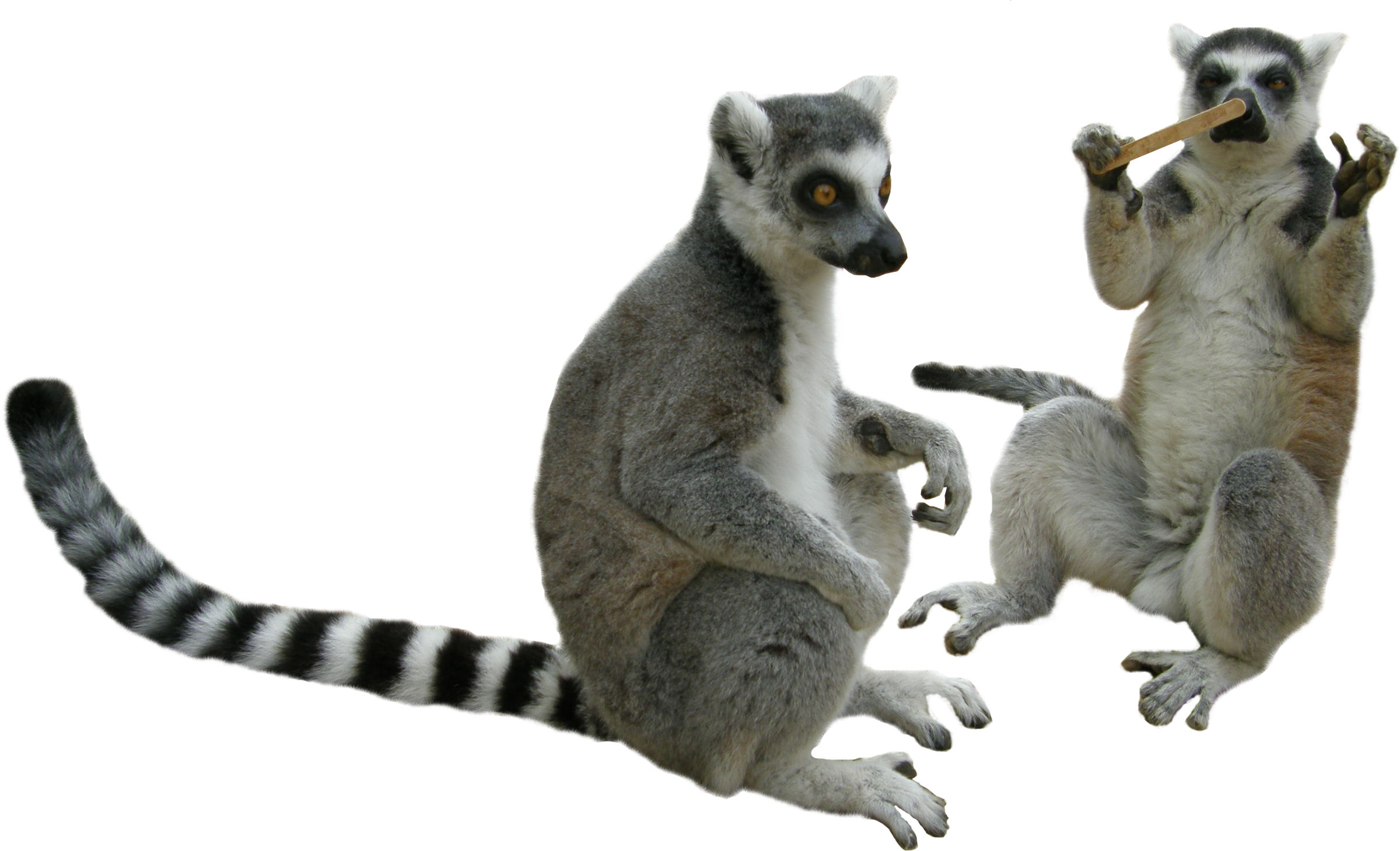 Lemur PNG