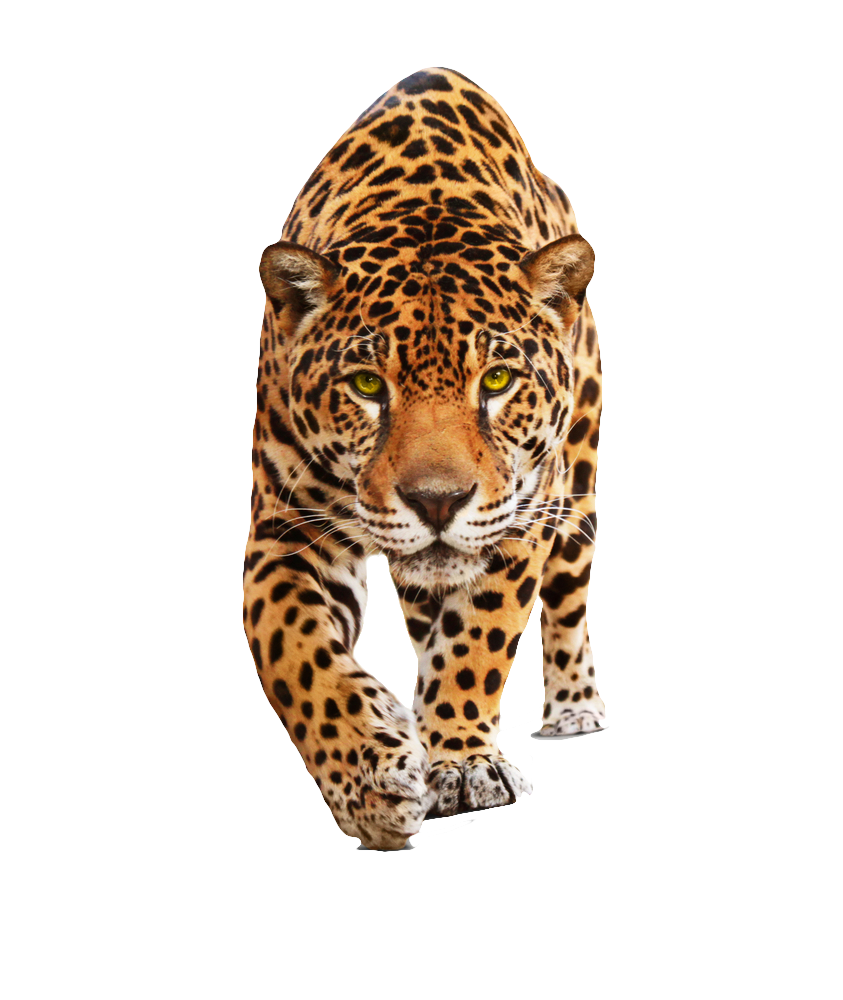 Free Free Transparent Cheetah Print Svg Free 146 SVG PNG EPS DXF File