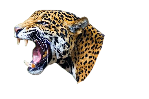 Leopard PNG transparent image download, size: 500x333px