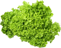transparent background image of  Lettuce PNG