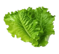 Lettuce PNG 2 leaves