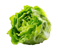 salad PNG green Lettuce picture