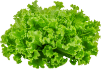 Lettuce PNG with transparent background