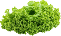 green fresh salad Lettuce PNG