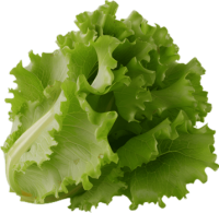 Lettuce PNG picture of leaves