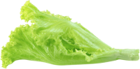 Lettuce PNG green leaf