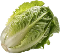 fresh green Lettuce PNG
