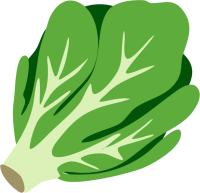 Lettuce PNG draw picture