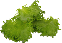 Lettuce PNG leaves picture transparent