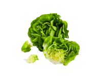Lettuce PNG