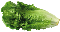 Lettuce PNG salad picture