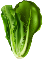 green leaves Lettuce PNG
