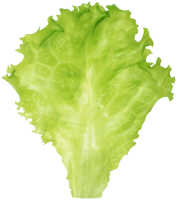 Lettuce PNG leaf