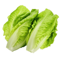 Lettuce PNG green