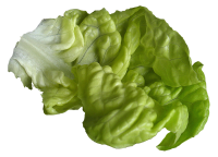Lettuce PNG picture