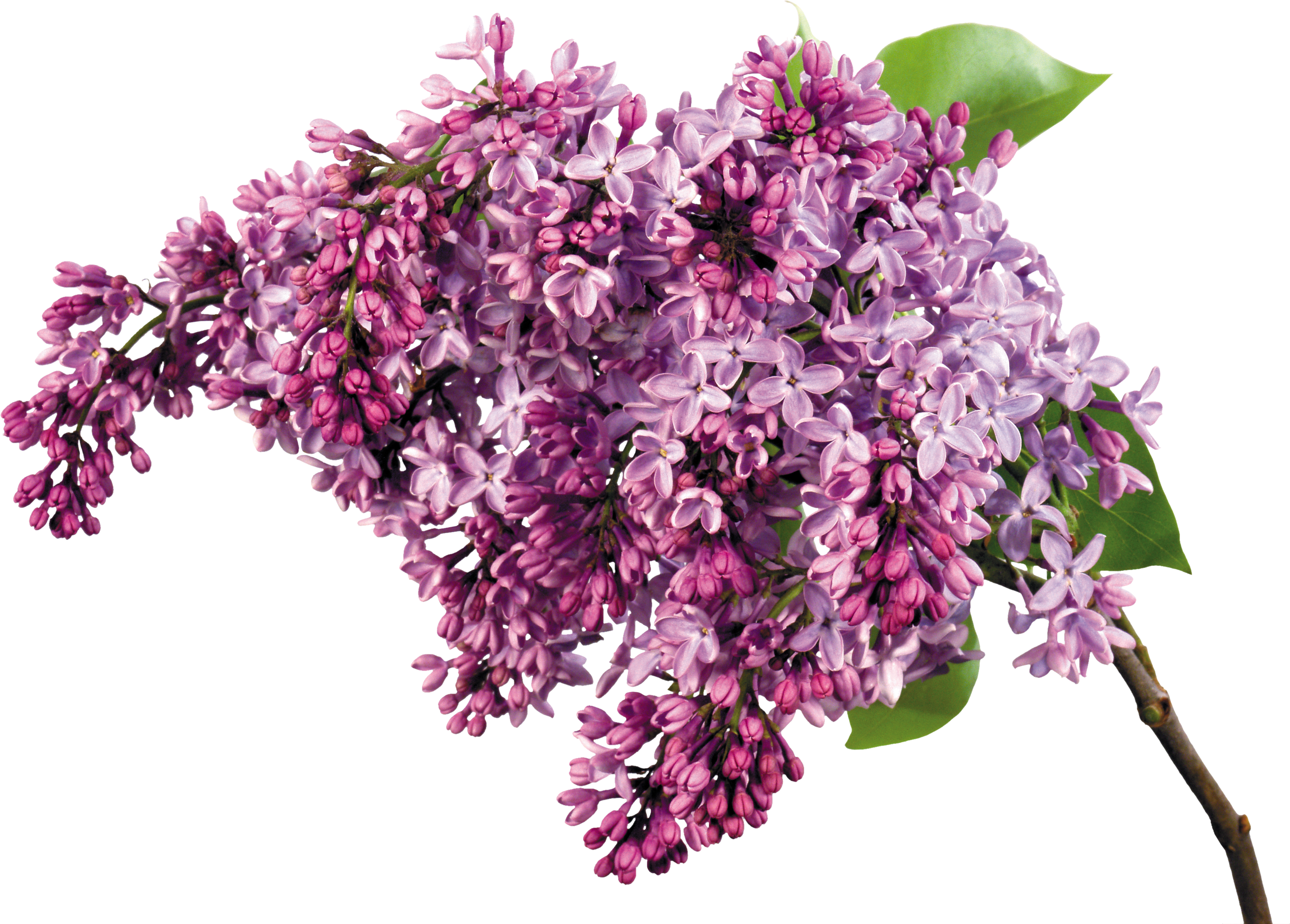 Lilac PNG