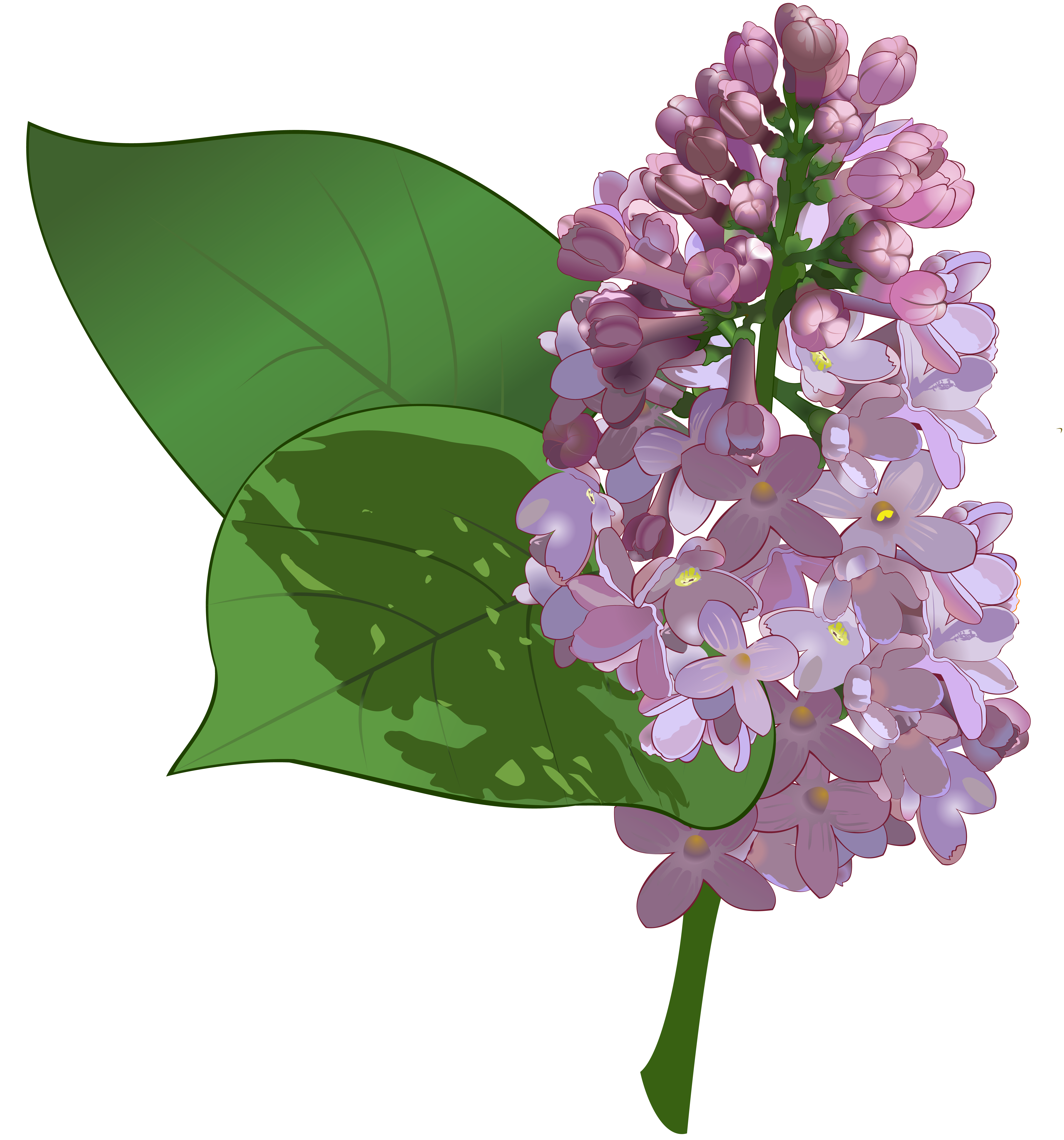 Lilac PNG