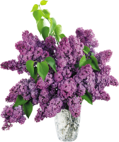 Lilac PNG