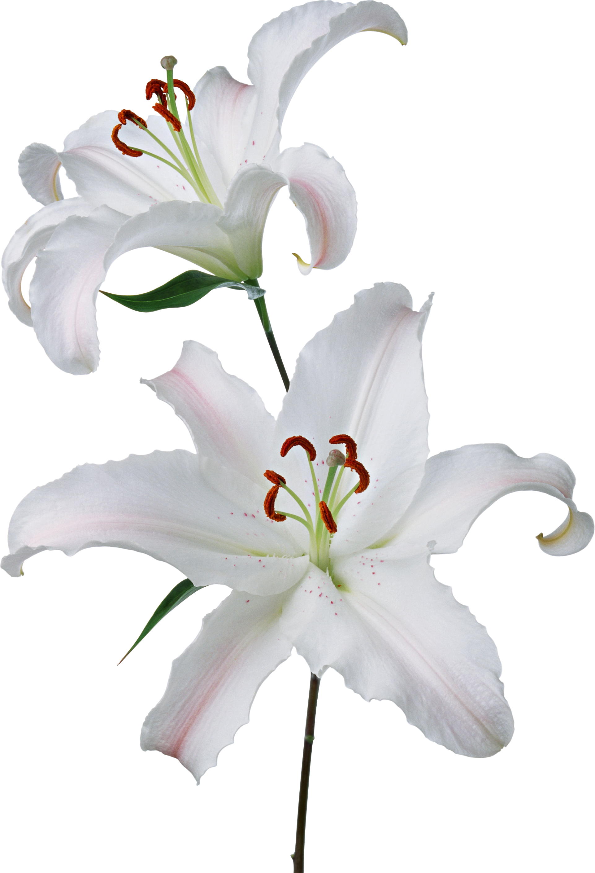 Result Images Of Lily Flower Png PNG Image Collection