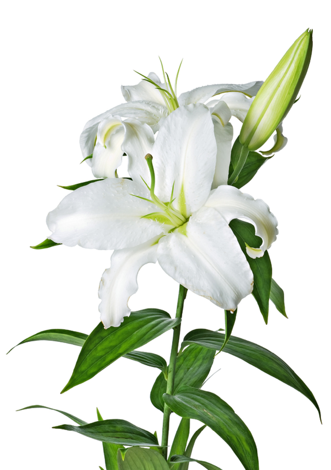 Lilium PNG