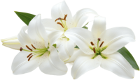 Lilium PNG