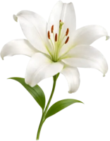 Lilium PNG