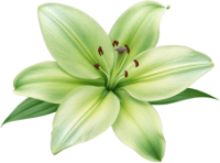Lilium PNG