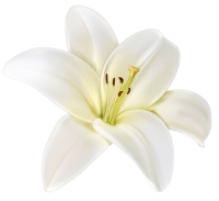 Lilium PNG