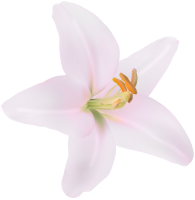 Lilium PNG
