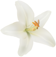 Lilium PNG