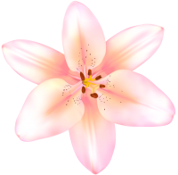 Lilium PNG