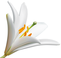Lilium PNG