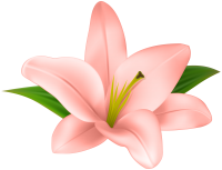 Lilium PNG