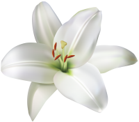Lilium PNG