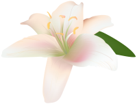 Lilium PNG