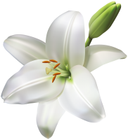 Lilium PNG
