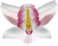 Lilium PNG