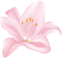 Lilium PNG