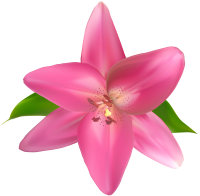 Lilium PNG