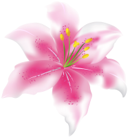 Lilium PNG
