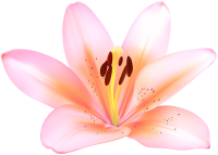 Lilium PNG