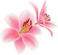 Lilium PNG