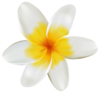 Lilium PNG