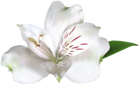 Lilium PNG