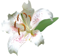 Lilium PNG