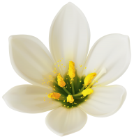 Lilium PNG
