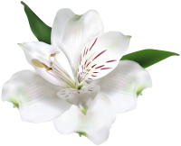 Lilium PNG