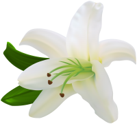 Lilium PNG