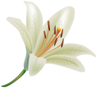 Lilium PNG